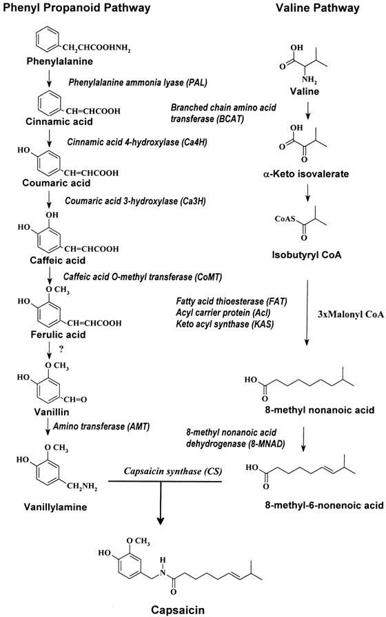 kapsaicin biosinteza