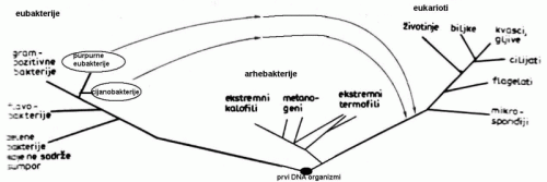 Razvojno evoluciono stablo zivog sveta