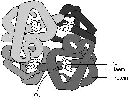 hemoglobin